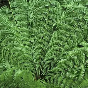 Temperate rainforest, Otway National Park