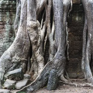 Temple Ruins of Ta Prohm with Giant Banyan Tree Print