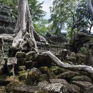 Temple Ruins of Ta Prohm with Giant Banyan Tree Print