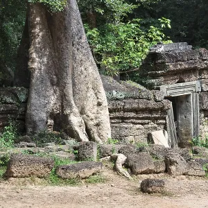 Temple Ruins of Ta Prohm with Giant Banyan Tree Print