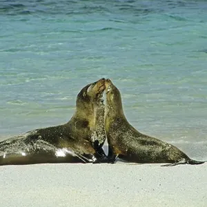 Tender sea lions galapagos Tender sea lions galapagos