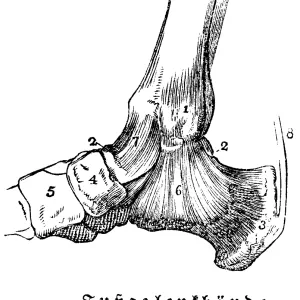 Tendons of the ankles, man, body part