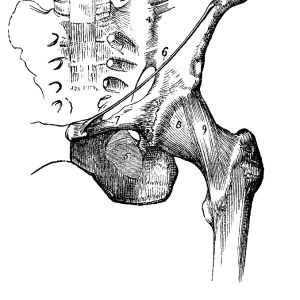 Tendons of the hip joint and pelvis