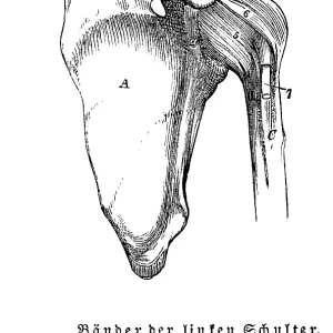 Tendons and joints of the left shoulder