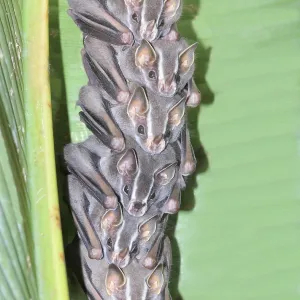 Tent making bats (Uroderma bilobatum) stack sitting on a green