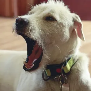 A terrier mix pet dog with a collar mid-bark A terrier mix pet dog with a collar mid-bark