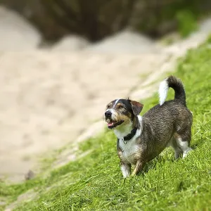 A terrier mixed-breed stands on a slope and looks upwards A terrier mixed-breed stands on a slope and looks upwards