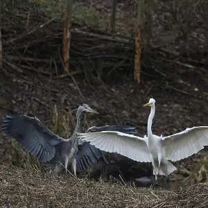 Batalla territorial entre el cigüeñuelo gris (Ardea cinerea) y el garceta grande (Ardea alba). Batalla territorial entre el cigüeñuelo gris (Ardea cinerea) y el garceta grande (Ardea alba).