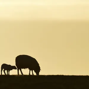 Texel sheep, mouflons (Ovis orientalis aries) Texel sheep, mouflons (Ovis orientalis aries)