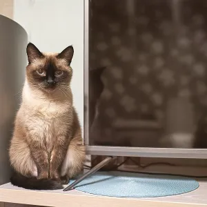 Thai Cat at Home Print