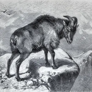 Thar (Capra bubalina), historical book illustration