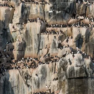 Thick-billed Murres (Uria lomvia) Thick-billed Murres (Uria lomvia)
