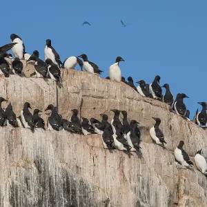 Thick-billed Murres (Uria lomvia) Thick-billed Murres (Uria lomvia)