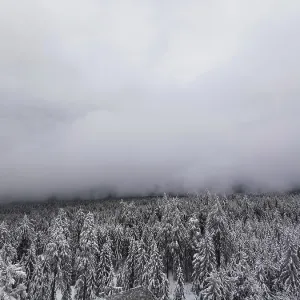 Une épaisse brume entoure un paysage forestier recouvert de neige.