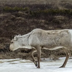 The thick fur protects the reindeer cow (Rangifer tarandus) from snow and cold The thick fur protects the reindeer cow (Rangifer tarandus) from snow and cold