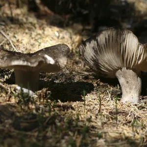 Thick-leaved black russula