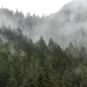 Thick mist and towering trees create a mysterious forest atmosphere along the Lower Mainland of British Columbia