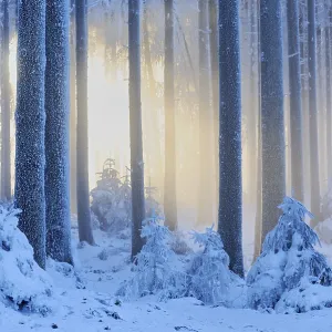 Thick Snow-Covered Winter Forest Print, Horben, Switzerland