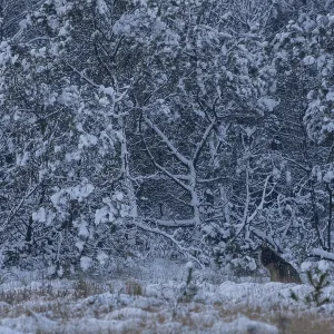 A Wolf Puppy in Winter Coat Print, Denmark A Wolf Puppy in Winter Coat Print, Denmark