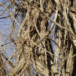Thicket of Old Man's Beard or Traveller's Joy (Clematis vitalba) Thicket of Old Man's Beard or Traveller's Joy (Clematis vitalba)