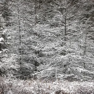 Thickly wooded forest blanketed in snow