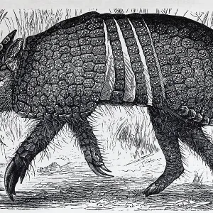 Three-banded armadillo (Tolypeutes tricinctus)