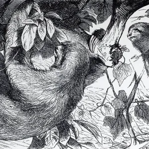 Three-fingered sloth, white-throated sloth or Ai (Bradypus tridactylus)