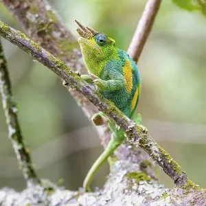 Trioceros jacksonii, macho, sentado en un ramaje.