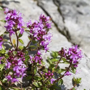 Thyme (Thymus serpyllum), Ammergau Alps