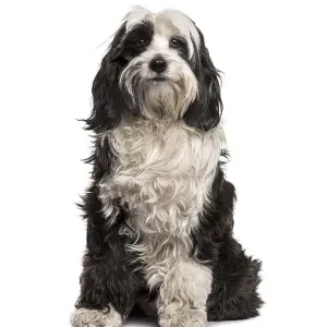 Tibetan Terrier sitting, isolated on white Tibetan Terrier sitting, isolated on white