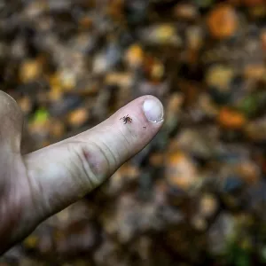 A tick Castor Bean Tick (Ixodes ricinus) crawling on a finger in front of a blurred forest background