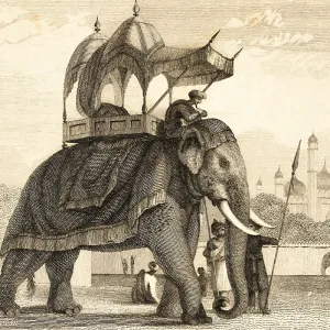 Tied elephant in park, India, outdoors