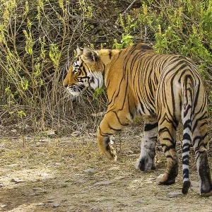 Tiger (Panthera tigris tigris) Tiger (Panthera tigris tigris)