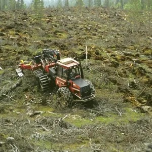 Timber Industry Print - Clear Cut Scene Timber Industry Print - Clear Cut Scene