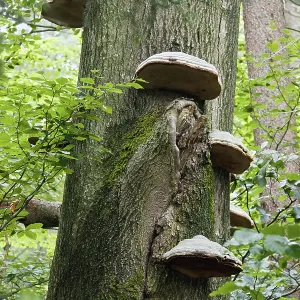 Tinder fungus (Fomes fomentarius) Tinder fungus (Fomes fomentarius)