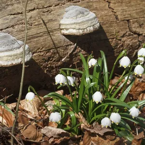 Tinder fungus (Fomes fomentarius)