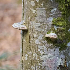 Tinder fungus (Fomes fomentarius) growing on a European beech (Fagus sylvatica) tree trunk