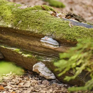 Tinder fungus (Fomes fomentarius) growing on a European beech (Fagus sylvatica) tree trunk Tinder fungus (Fomes fomentarius) growing on a European beech (Fagus sylvatica) tree trunk