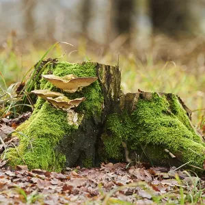 Tinder fungus (Fomes fomentarius) growing an a tree trunk Tinder fungus (Fomes fomentarius) growing an a tree trunk