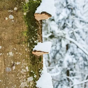 Tinder fungus (Fomes fomentarius) with snow in winter on a tree trunk