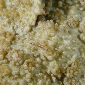 Transparent Dwarf Goby on Coral, Spice Reef Print Transparent Dwarf Goby on Coral, Spice Reef Print