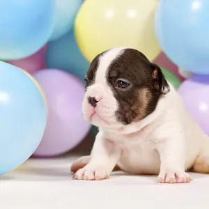Tiny French Bulldog Puppy with Colorful Balloons Print