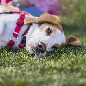 Tired Beagle dog lyiing on lawn while wearing a red harness Tired Beagle dog lyiing on lawn while wearing a red harness