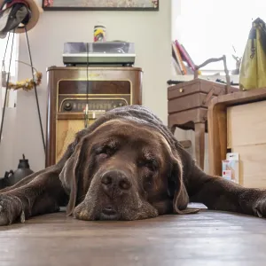Tired dog, Labrador breed, lying flat on the floor in the living room Tired dog, Labrador breed, lying flat on the floor in the living room