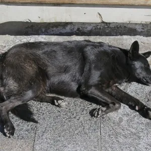 Tired street dog sleeping in the sun