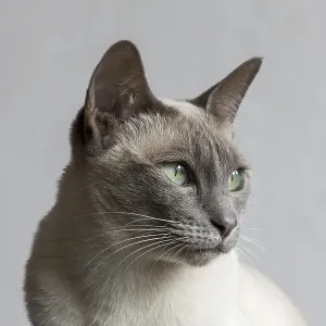 Tonkinese cat, result of a recent crossbreeding between Siamese and Burmese cat breeds Tonkinese cat, result of a recent crossbreeding between Siamese and Burmese cat breeds