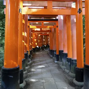 Torii, Fushimi Inari Shrine, Kyoto