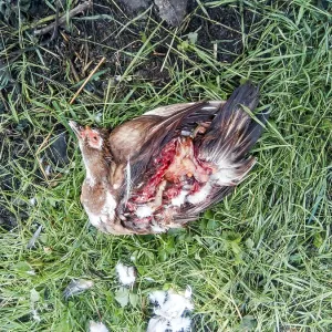 Torn Dog Duck Print: Dogs Pulled Up the Victim Torn Dog Duck Print: Dogs Pulled Up the Victim