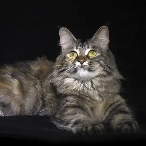 Tortie Maine Coon Domestic Cat