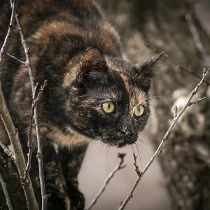Tortoiseshell cat (Felis Catus) with alert gaze in a tree